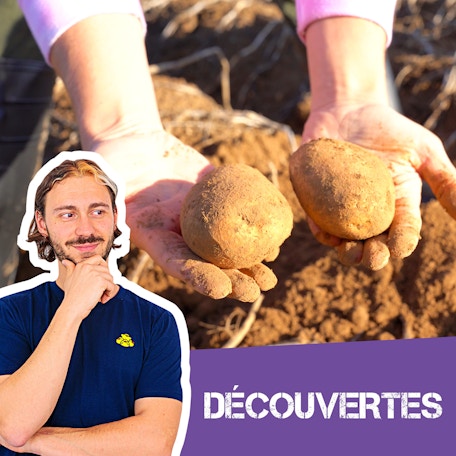 De la pomme de terre à la frite !