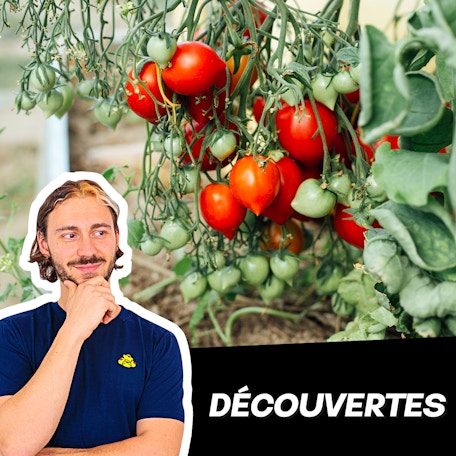 Découvertes : Le pomodorino