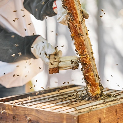 DÉCOUVERTES : La fabrication du miel